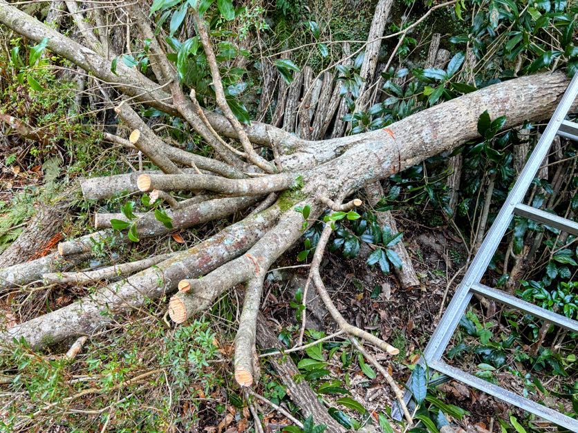 木こり 金木犀の枝を伐採