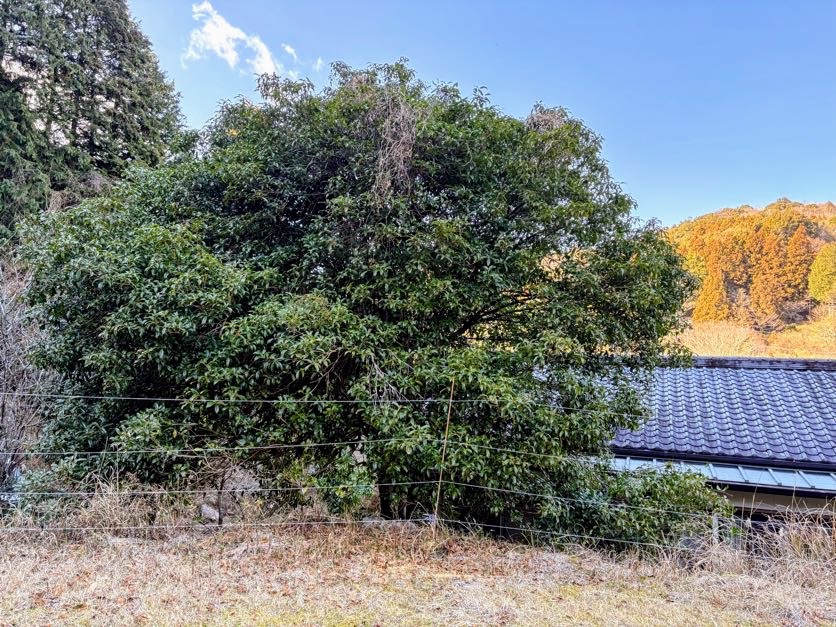 木こり５ 金木犀の枝を伐採