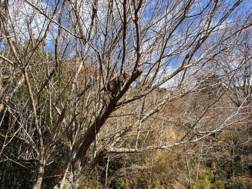 木登り太郎-1024x768 太郎の散歩