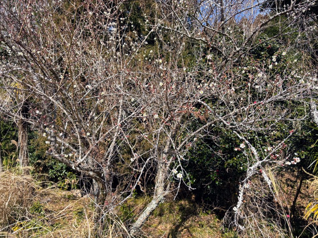 梅-1024x768 太郎の散歩