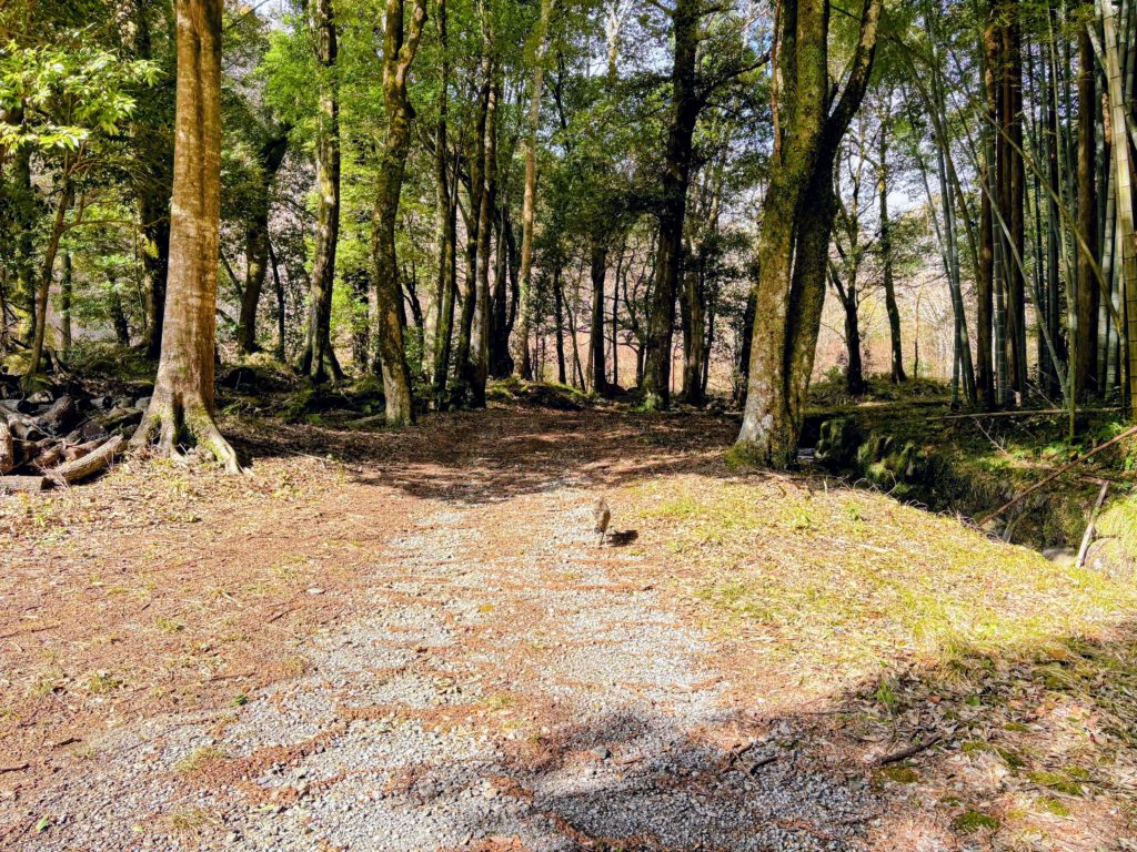 森と太郎-1024x768 太郎の散歩