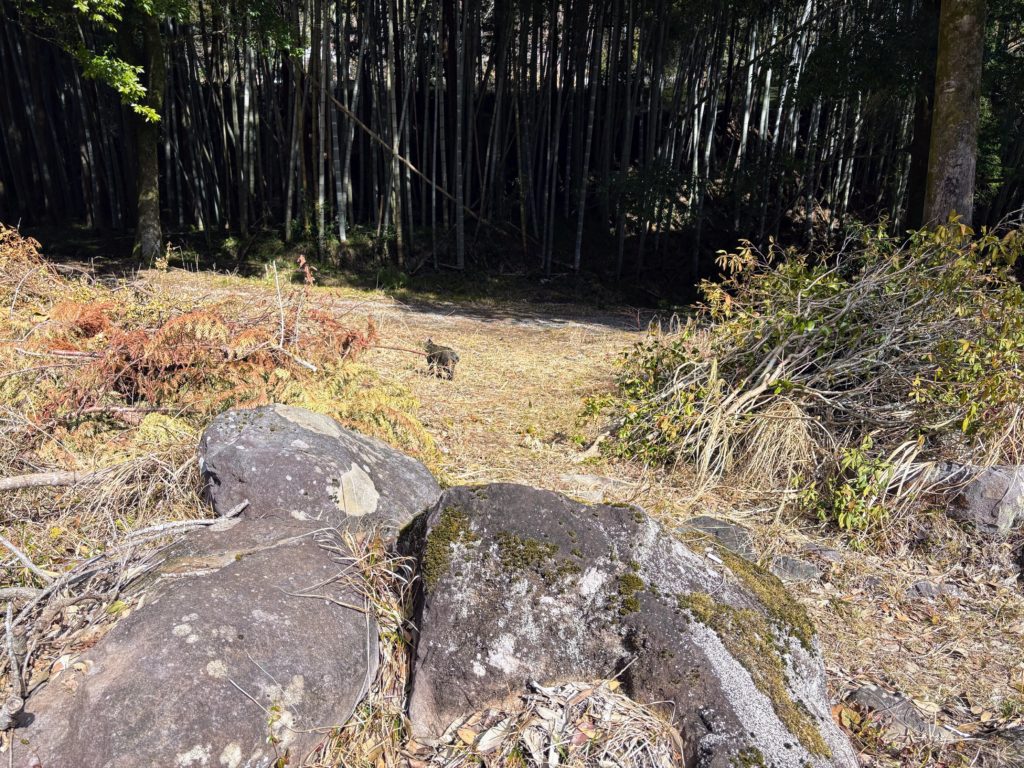 森と太郎２-1024x768 太郎の散歩