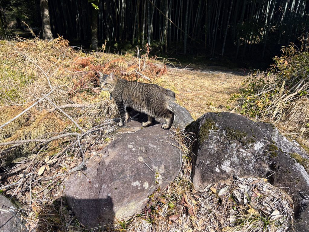 森と太郎４-1024x768 太郎の散歩