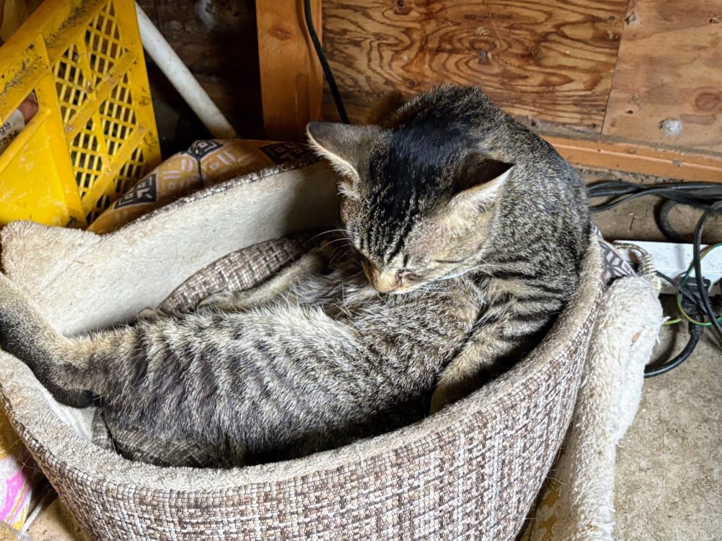 毛づくろい-1024x768 春じゃがの植え付け