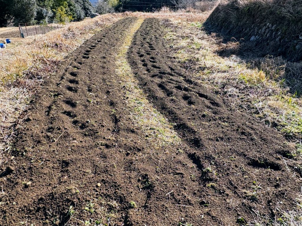 畑-1-1024x768 金木犀の枝を伐採