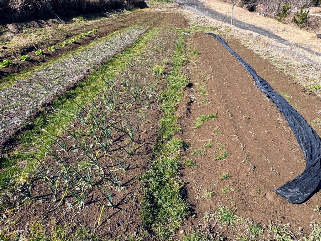 畑３-1024x768 金木犀の枝を伐採