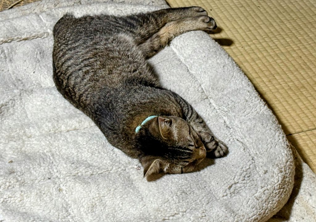 IMG_1603-EDIT-1024x721 