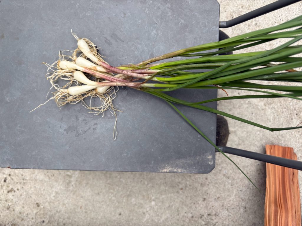 IMG_2096-1024x768 花冷え