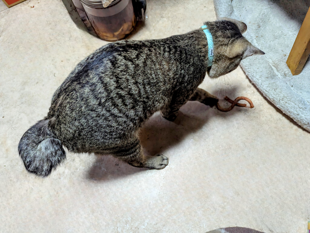 PXL_20250314_102545795.MP2-EDIT-Photoroom-1024x770 