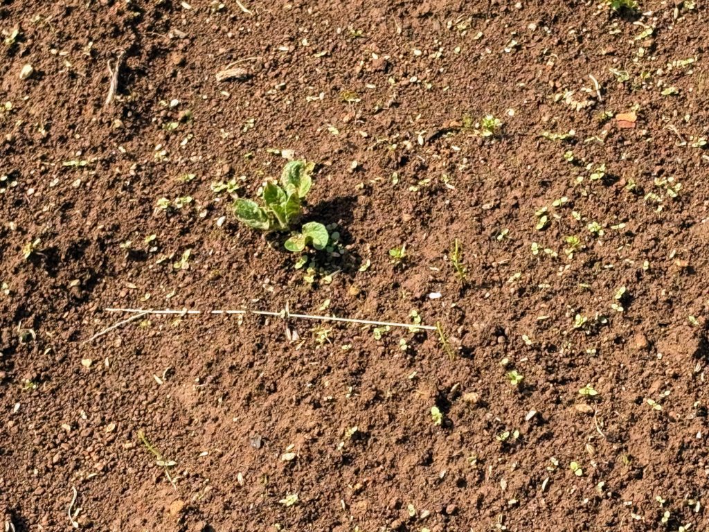 キタアカリ-1024x768 稲苗の生育状況