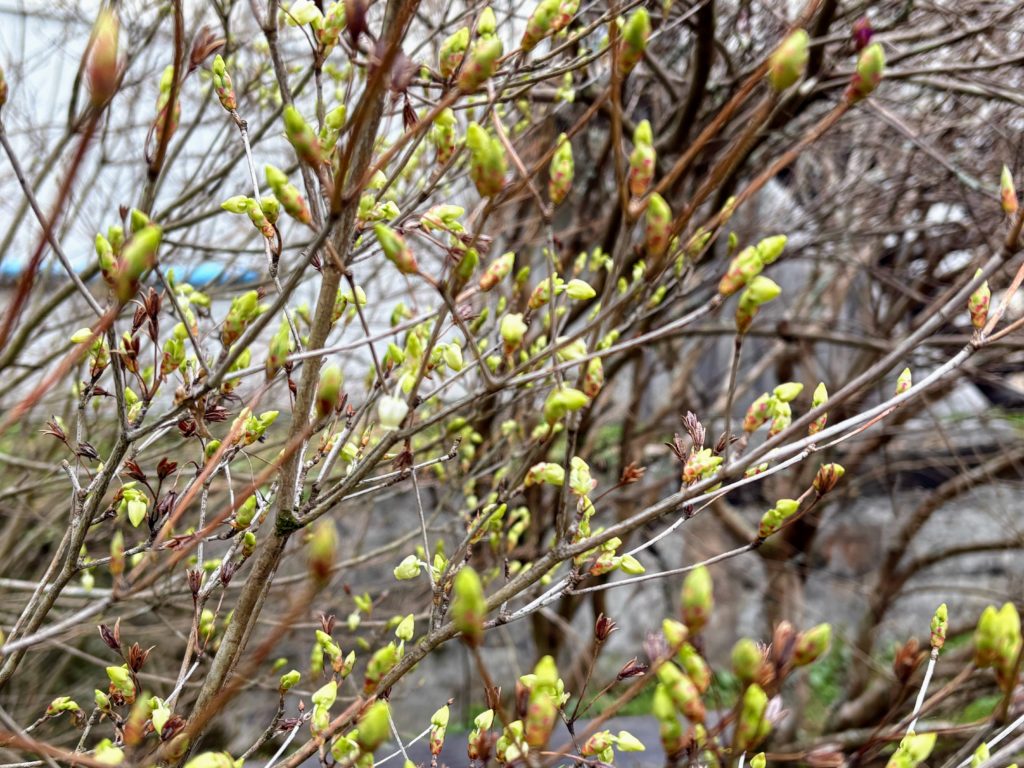 ドウダンツツジ-1024x768 花冷え