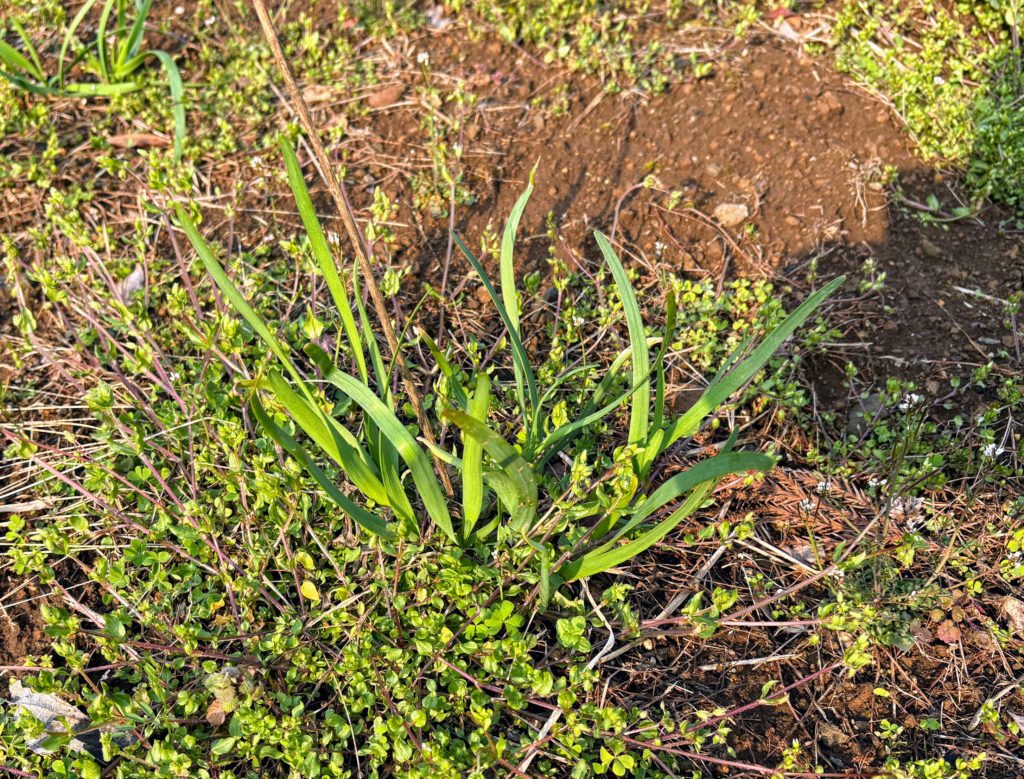 ニラ-1024x779 稲苗の生育状況