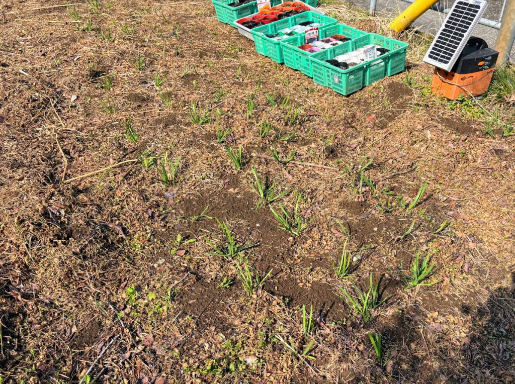 ニラ畑-1024x764 稲苗の生育状況