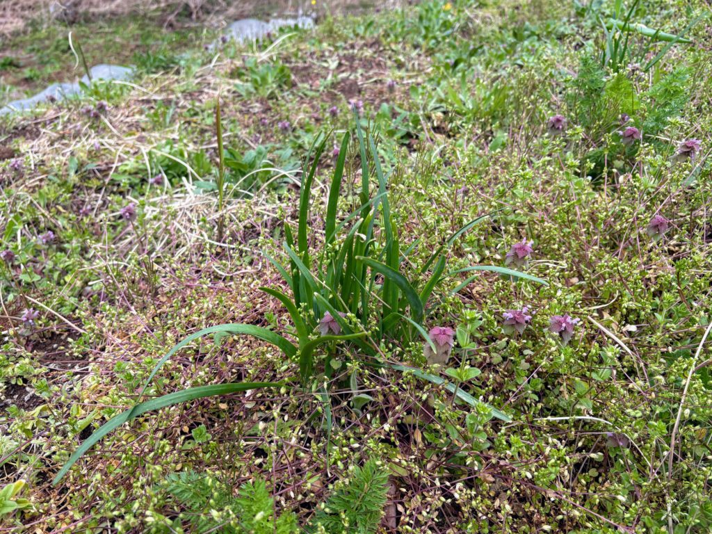 ニラ１-1024x768 花冷え