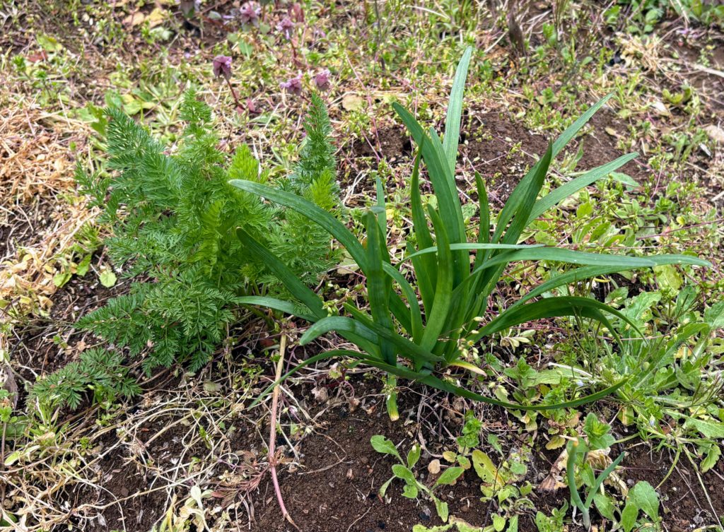 ニラ２-1-1024x753 花冷え