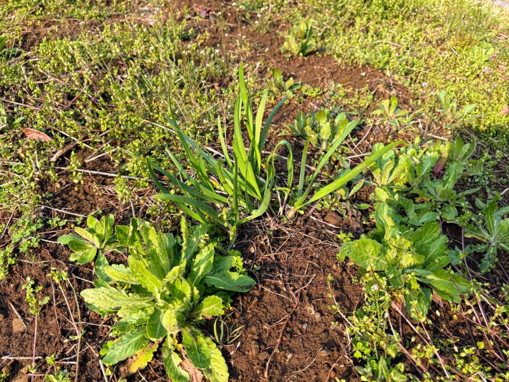 ニラ２-1024x768 稲苗の生育状況