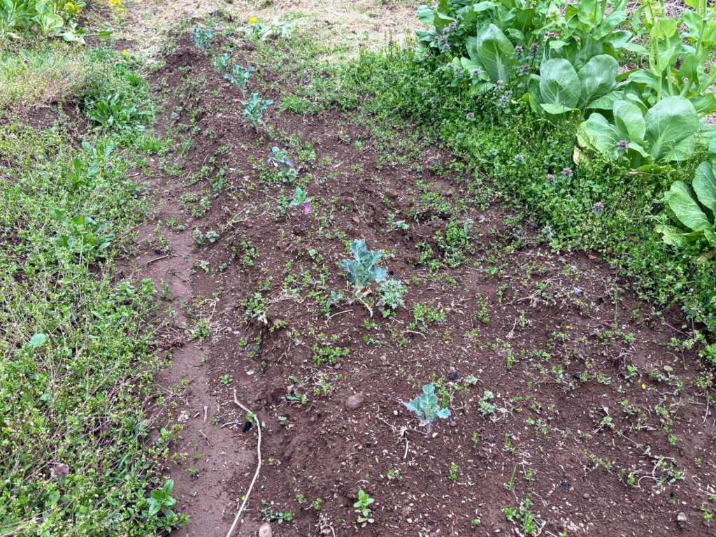 ブロッコリー-1024x768 花冷え