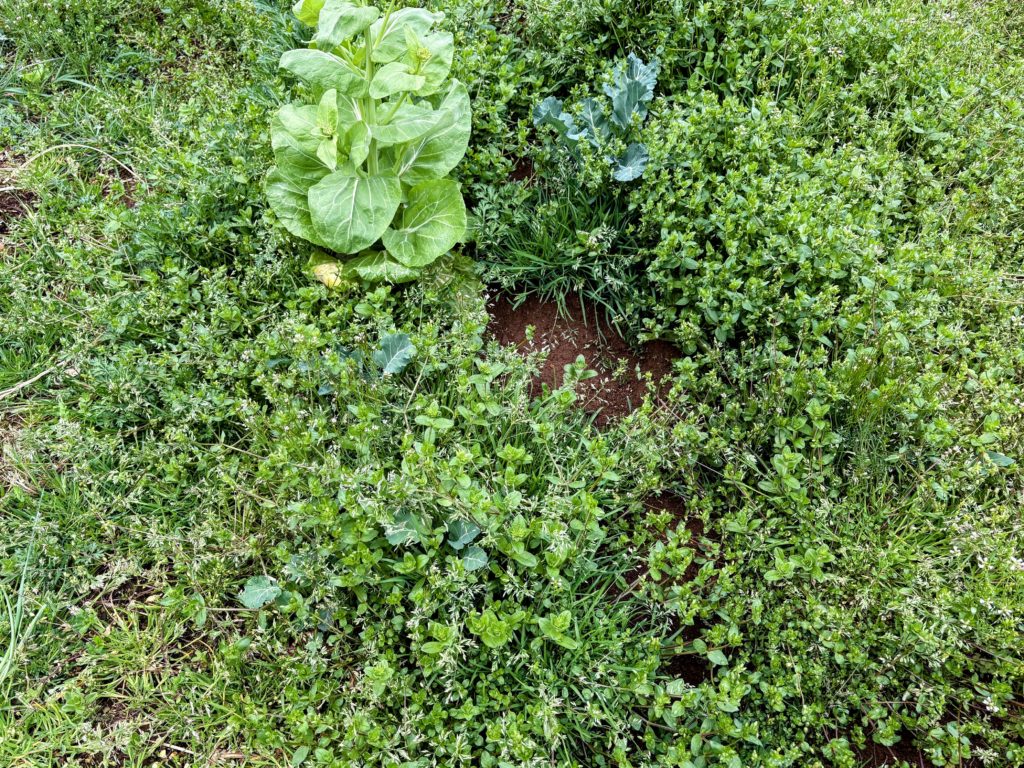 ブロッコリー２-1024x768 花冷え