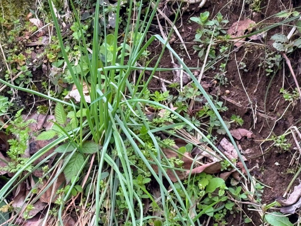 ラッキョウ-1024x768 花冷え