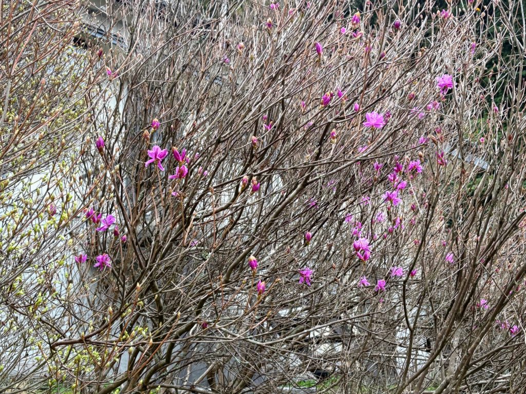 レンゲツツジ-1024x768 花冷え