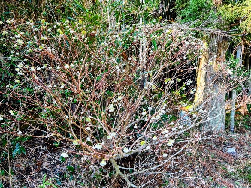 三叉２ ３月初日、伊豆の道路は大渋滞