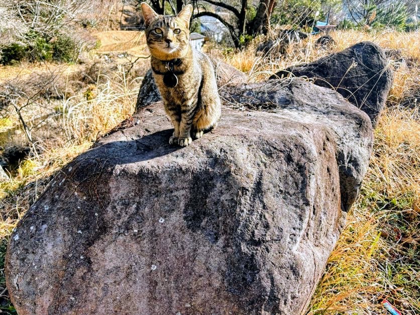太郎 ３月初日、伊豆の道路は大渋滞