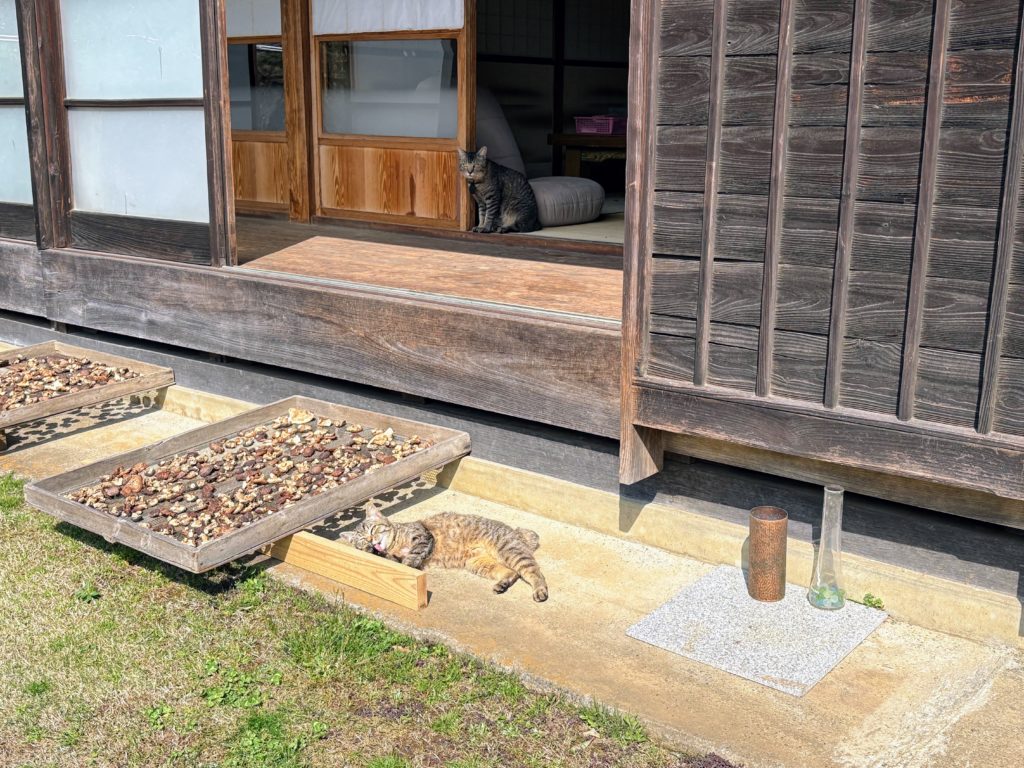 太郎１-1024x768 稲苗の生育状況