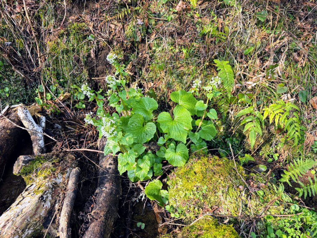 山葵-1-1024x768 稲苗の生育状況