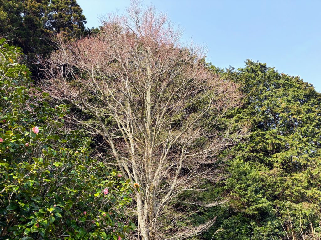 桂-1024x768 稲苗の生育状況