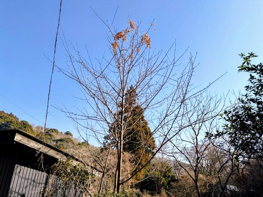 桜 ３月初日、伊豆の道路は大渋滞