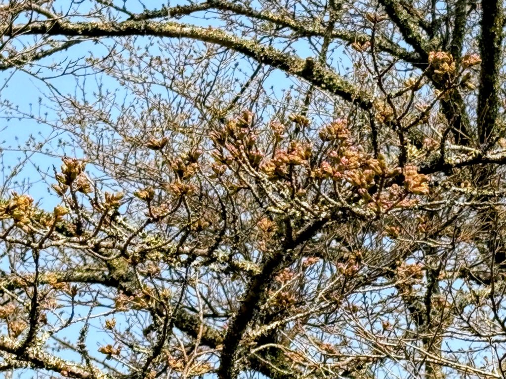 桜０-1024x768 稲苗の生育状況