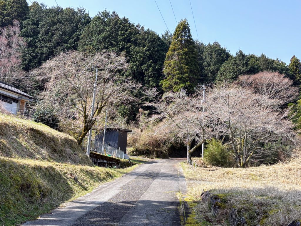桜１-2-1024x768 稲苗の生育状況