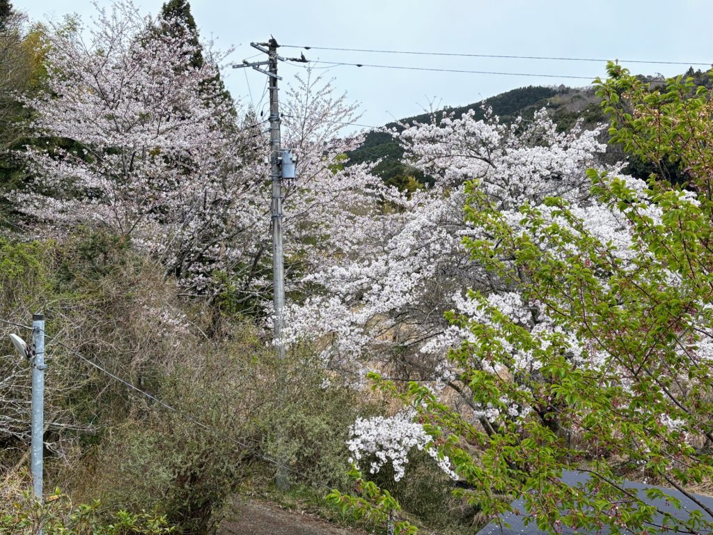 桜１-5-1024x768 花冷え