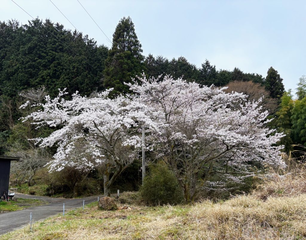 桜２-10-1024x802 花冷え