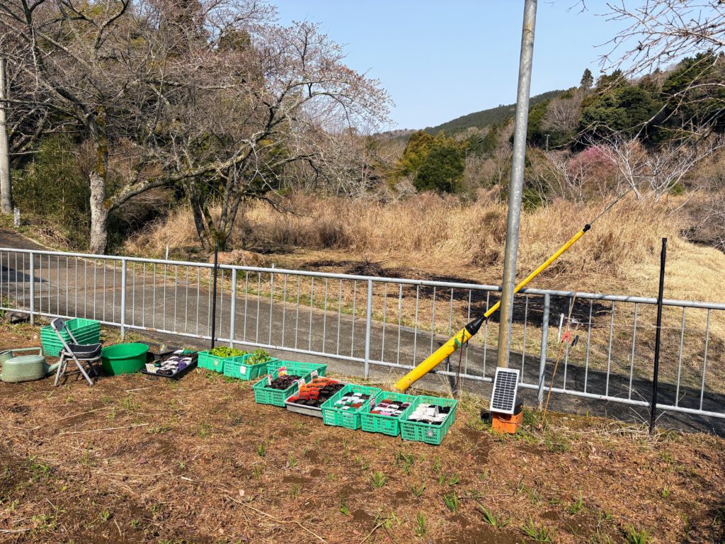 桜２-4-1024x768 稲苗の生育状況