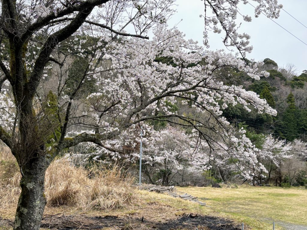 桜３-4-1024x768 花冷え
