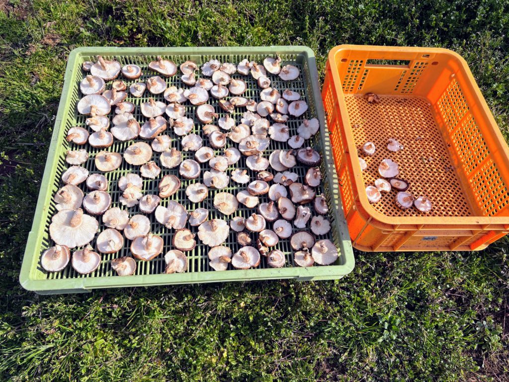 椎茸-1-1024x768 稲苗の生育状況