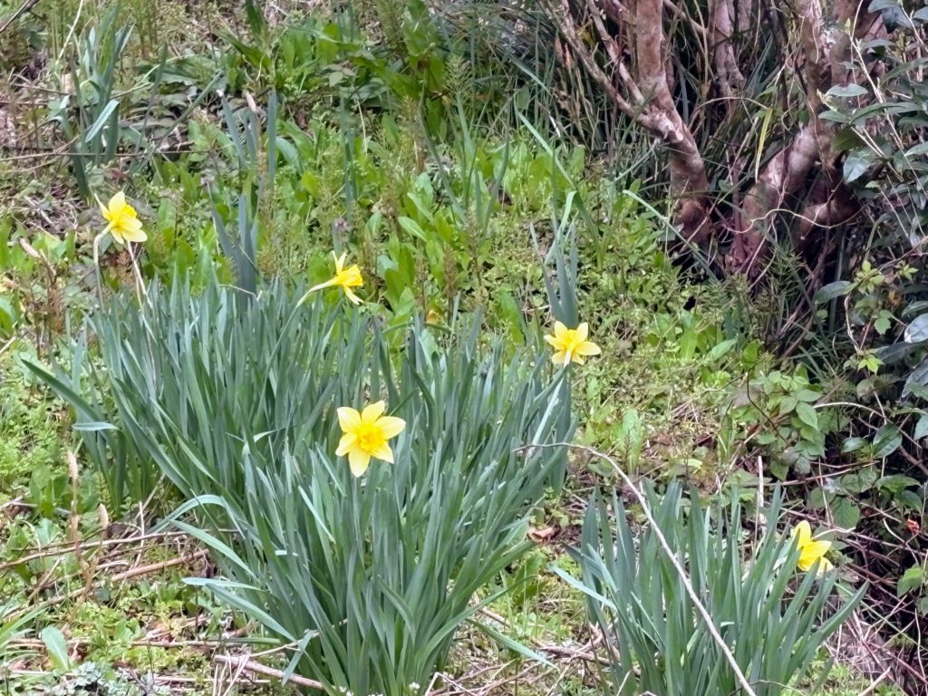 水仙-4-1024x768 花冷え