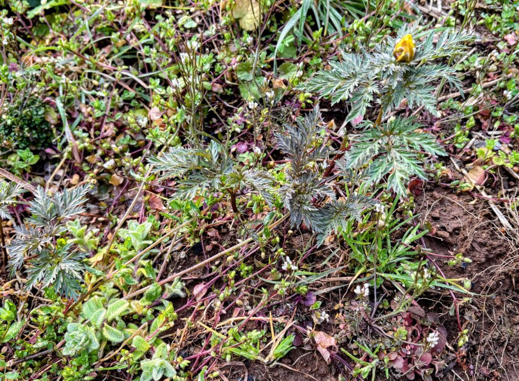 福寿草-1024x752 稲苗の生育状況