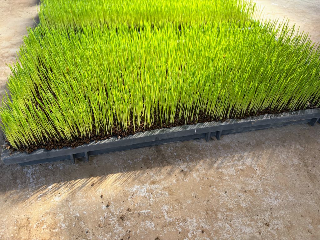 稲１-1024x768 稲苗の生育状況