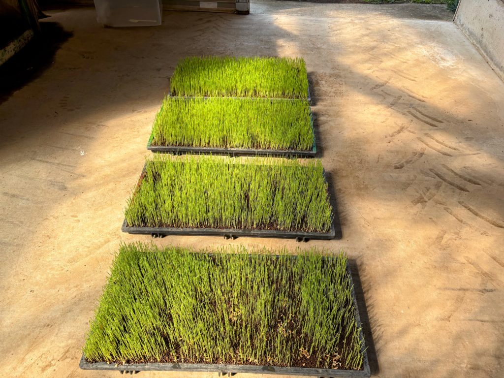 稲２-1024x768 稲苗の生育状況