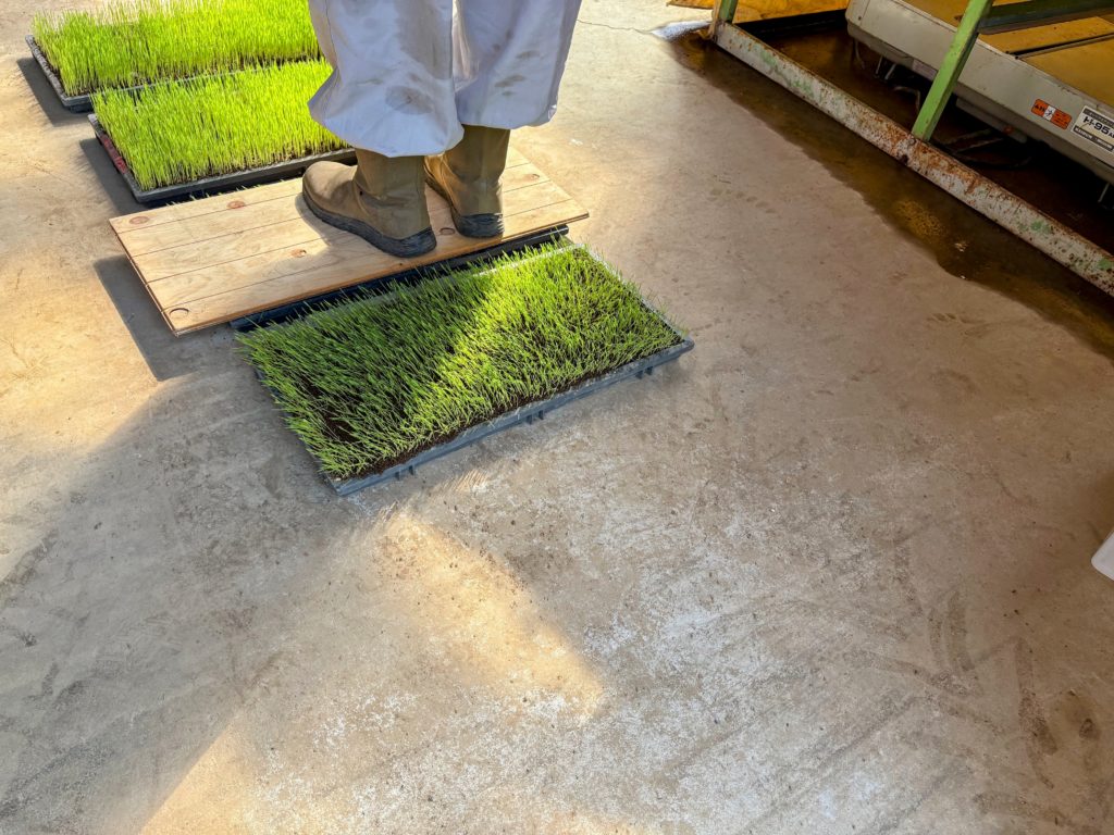 稲３-1024x768 稲苗の生育状況