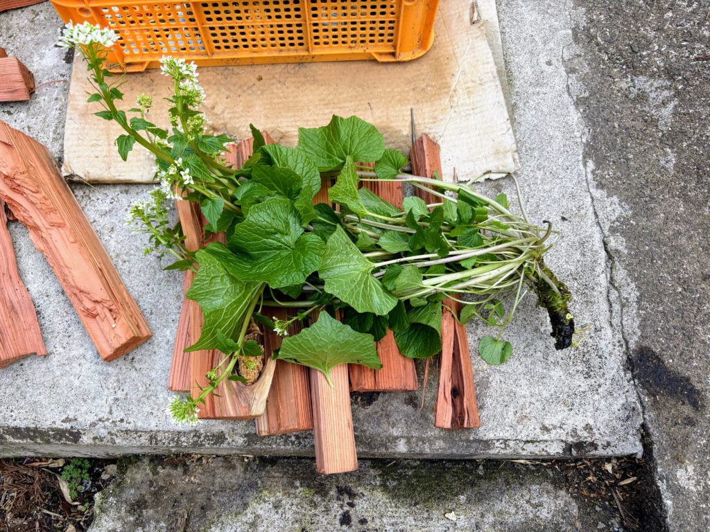 花山葵-1024x768 稲苗の生育状況