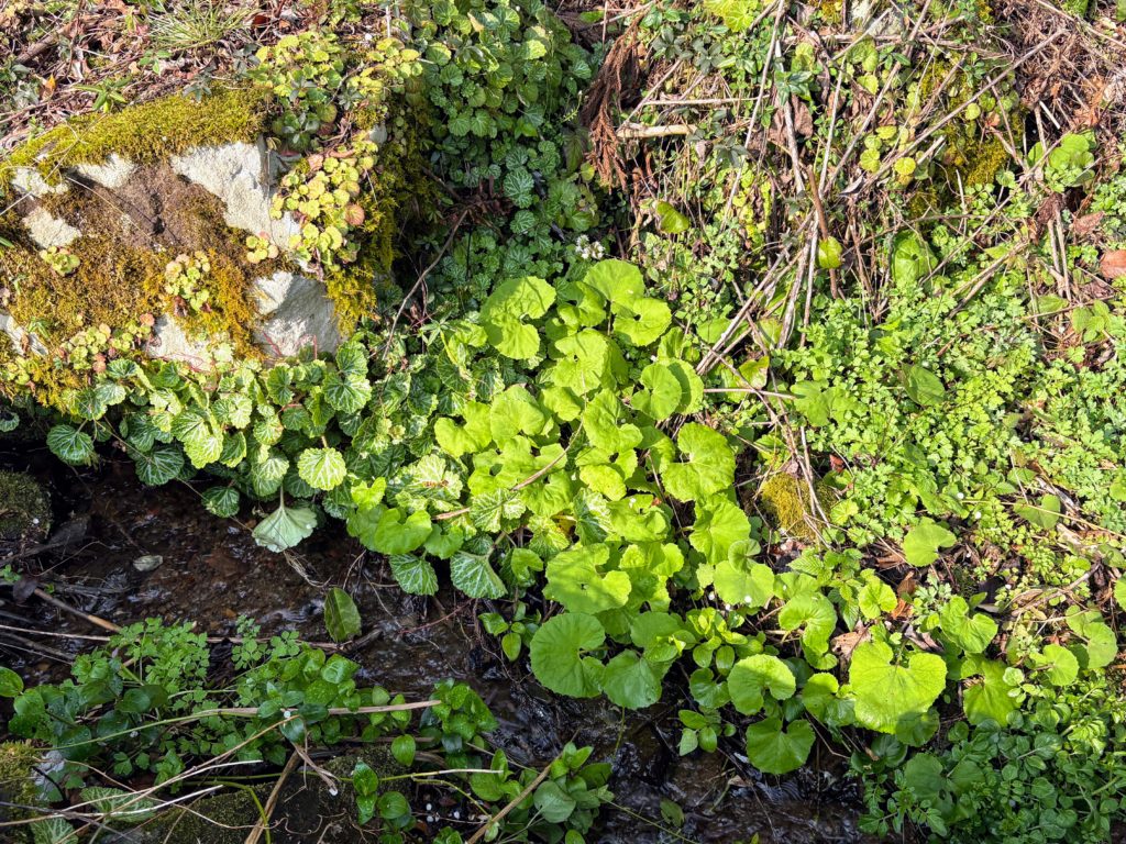 蕗-1-1024x768 稲苗の生育状況