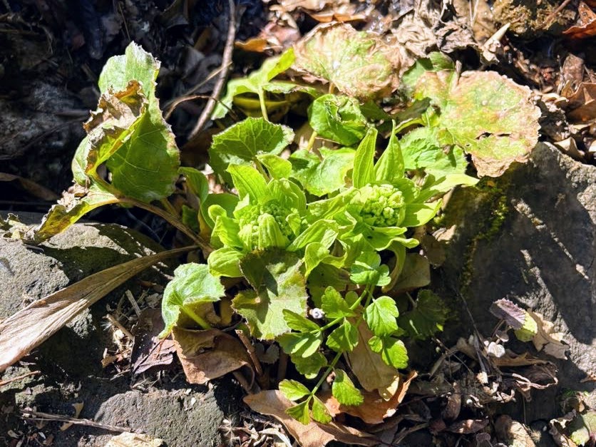 蕗 ３月初日、伊豆の道路は大渋滞