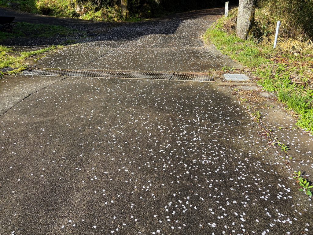 IMG_2189-1024x768 散ればこそ いとど桜はめでたけれ うき世になにか久しかるべき