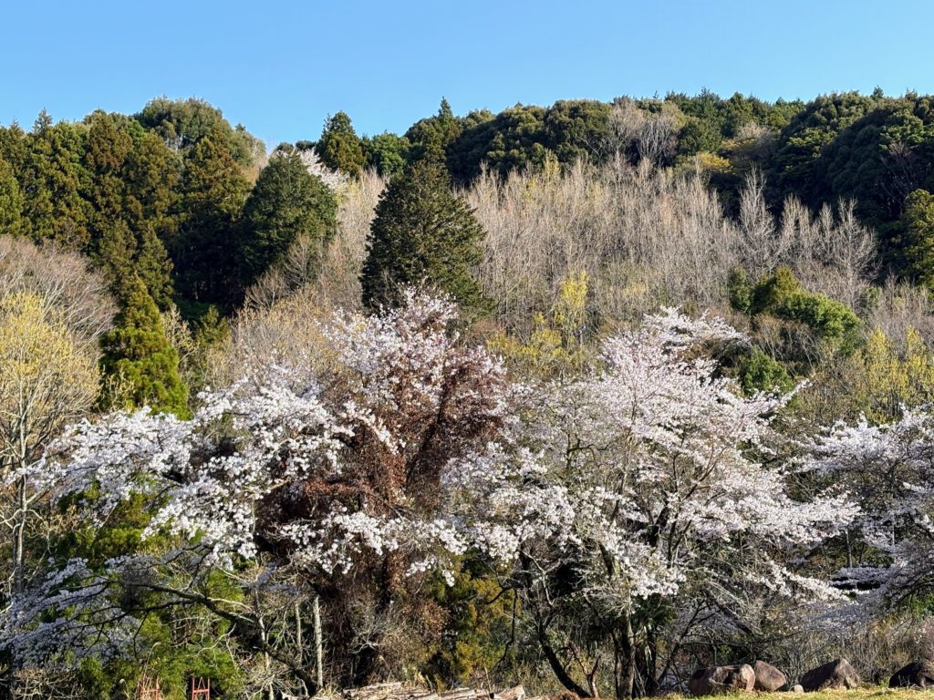 IMG_2190-1024x768 散ればこそ いとど桜はめでたけれ うき世になにか久しかるべき