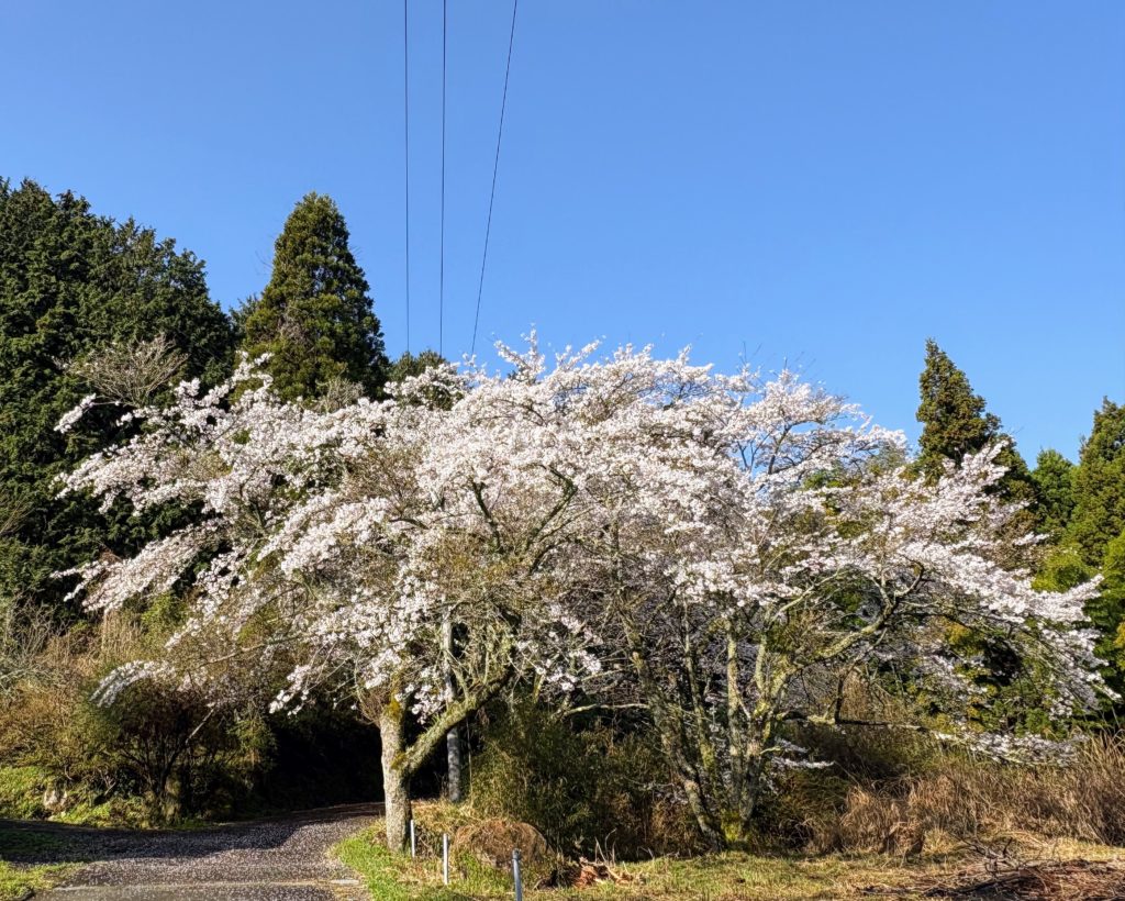 IMG_2191-1024x820 散ればこそ いとど桜はめでたけれ うき世になにか久しかるべき