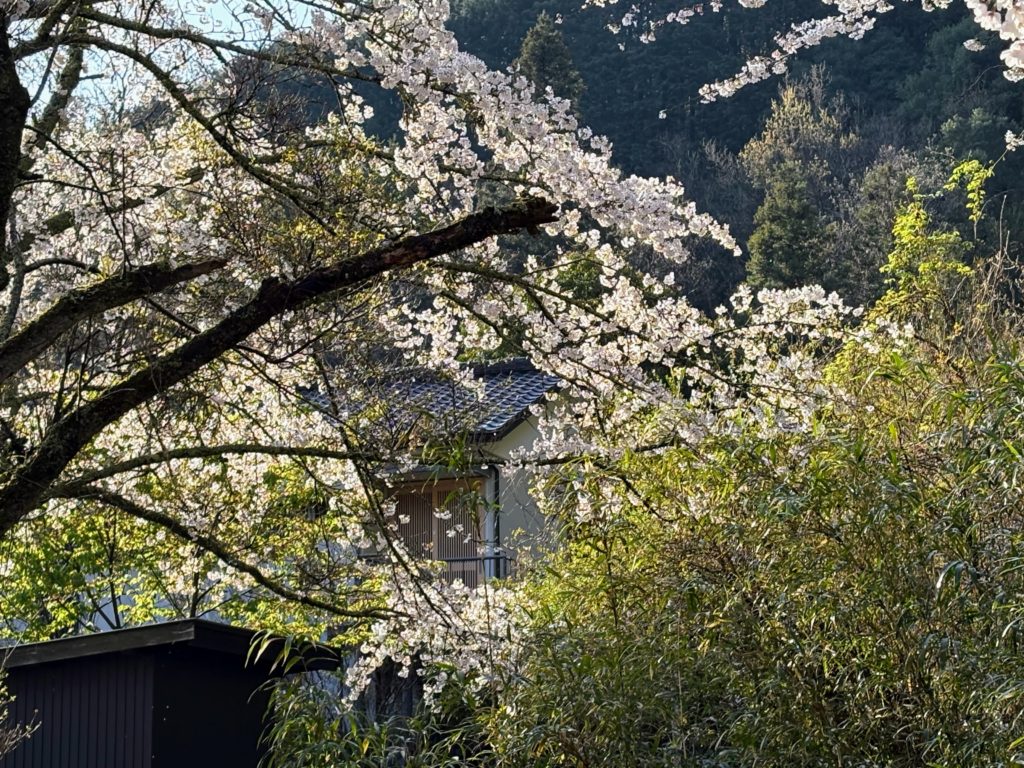 IMG_2194-1024x768 散ればこそ いとど桜はめでたけれ うき世になにか久しかるべき