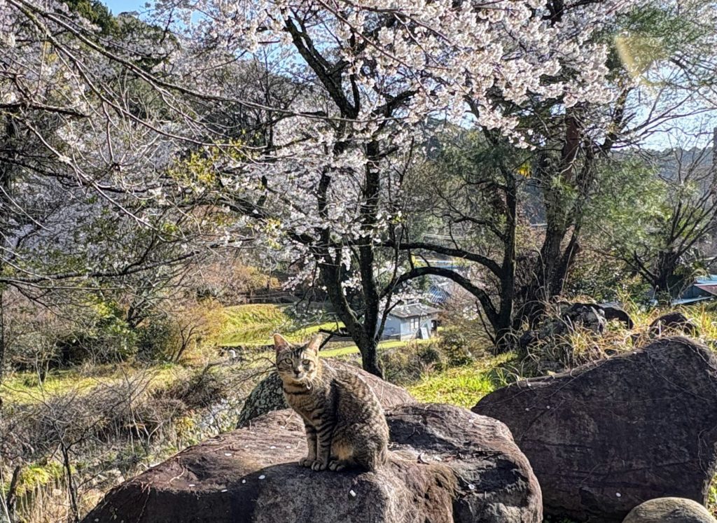 IMG_2196-1-1024x747 散ればこそ いとど桜はめでたけれ うき世になにか久しかるべき